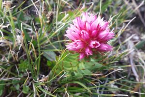 Rare and Resilient: South Park’s Native Wildflowers Tell a Deeper Story