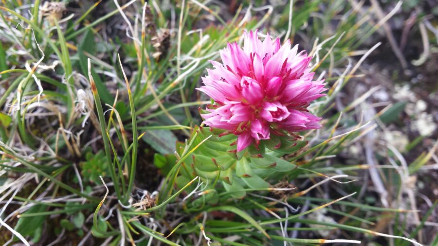Rare and Resilient: South Park’s Native Wildflowers Tell a Deeper Story