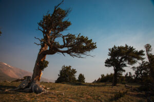 Windy Ridge Bristlecone Pine Scenic Area: South Park’s Ancient Forest