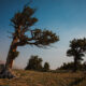 Windy Ridge Bristlecone Pine Scenic Area: South Park’s Ancient Forest