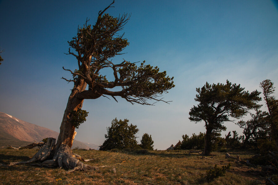 Windy Ridge Bristlecone Pine Scenic Area: South Park’s Ancient Forest